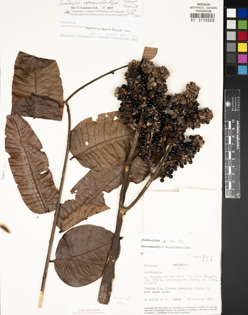 Zanthoxylum impressocordatum photo 2