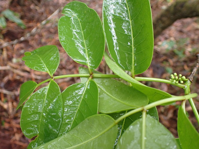 Kauai Pricklyash photo 4