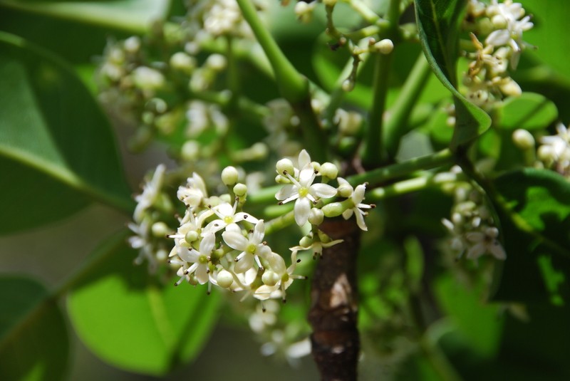 Kauai Pricklyash photo 5