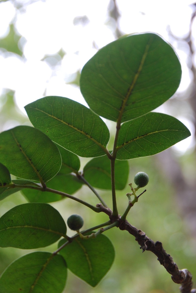 Kauai Pricklyash photo 6