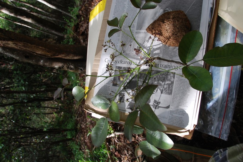 Kauai Pricklyash photo 8