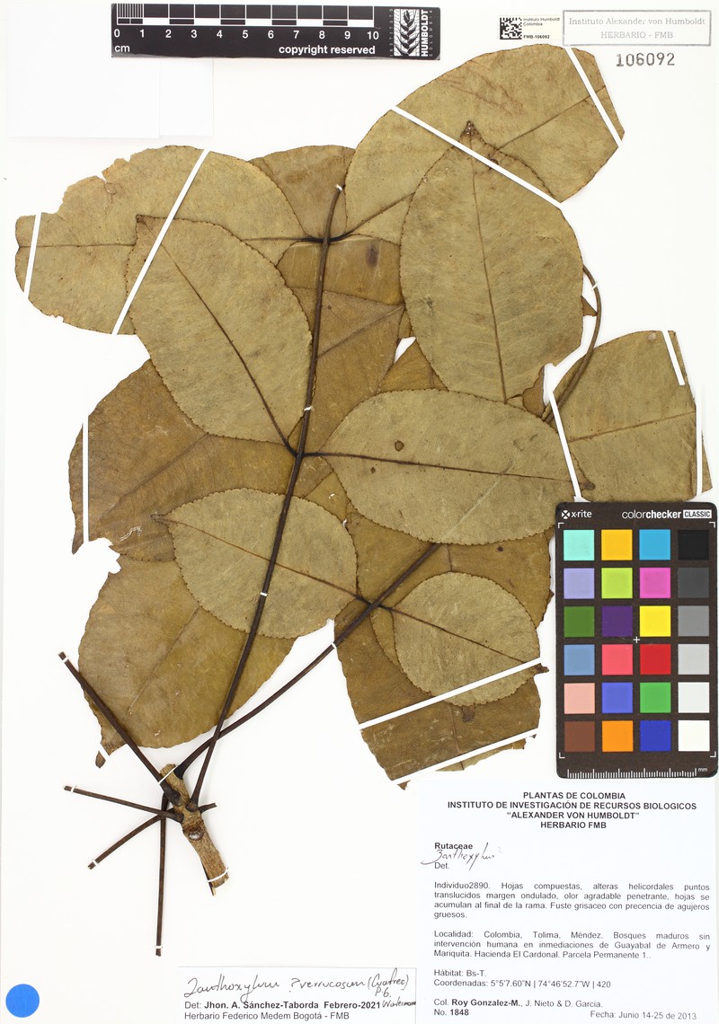Zanthoxylum magnifructum