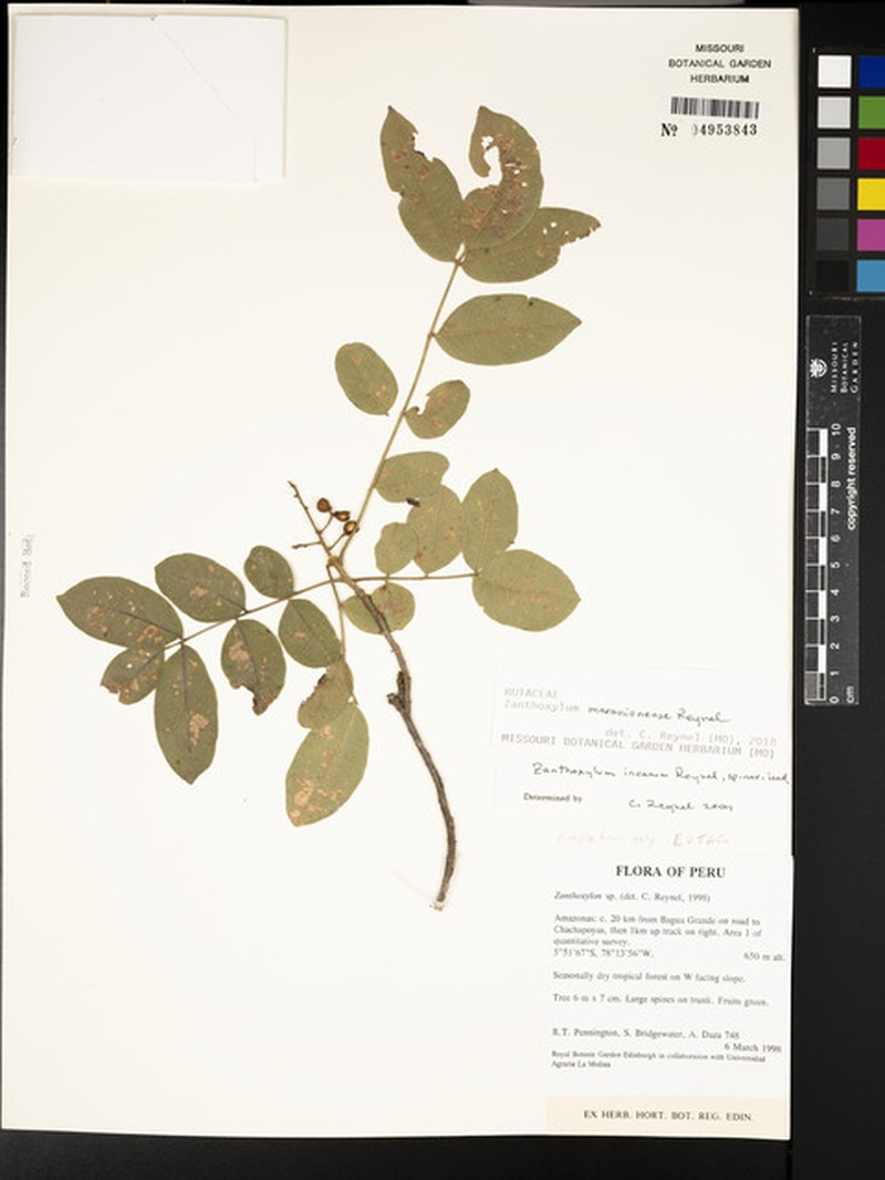 Zanthoxylum maranionense