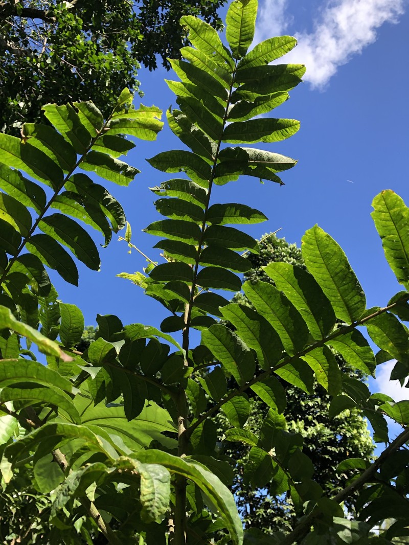 White Pricklyash