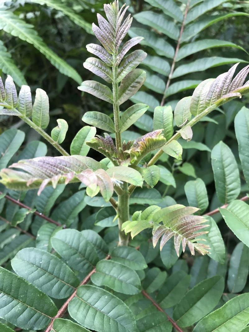 White Pricklyash photo 3