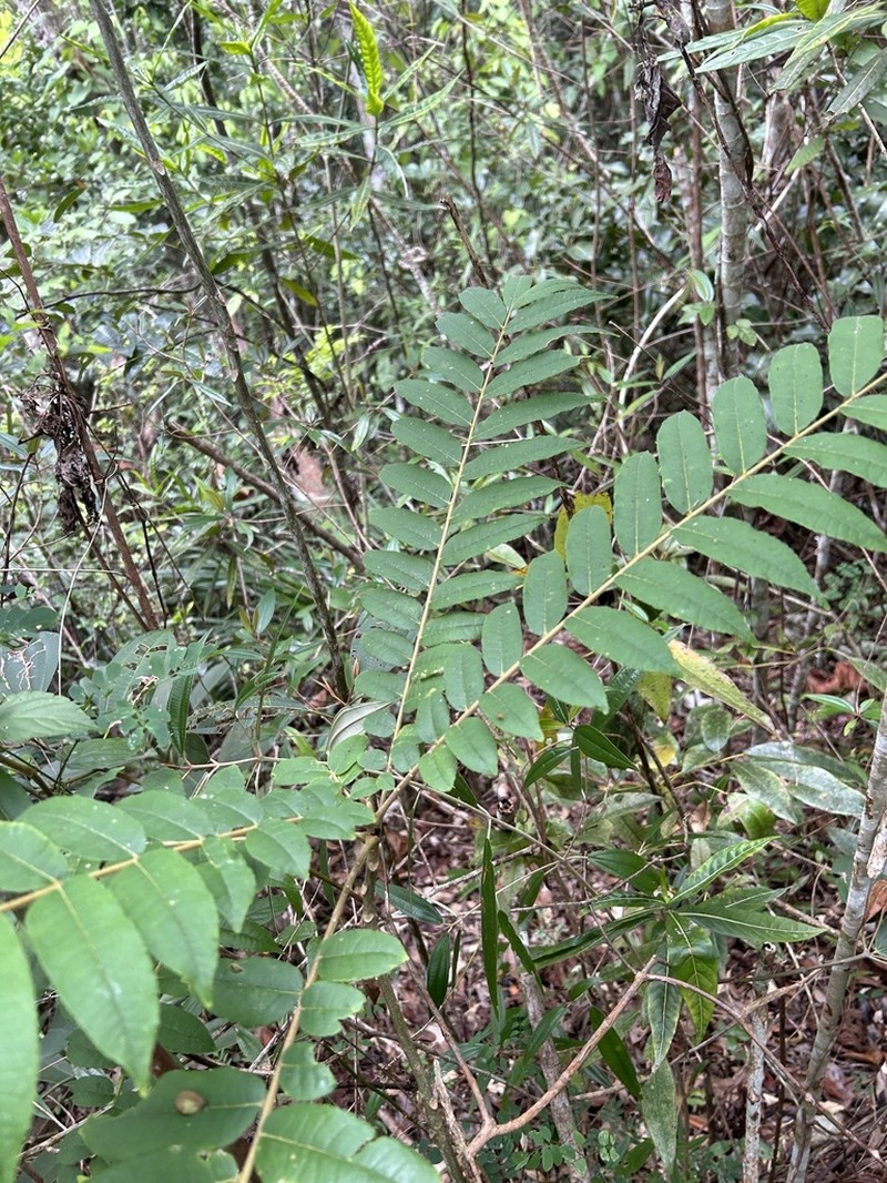 White Pricklyash photo 4
