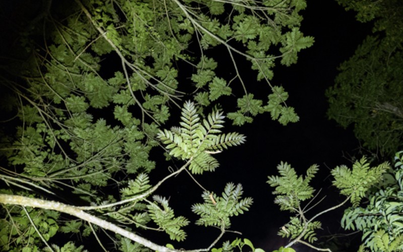 White Pricklyash photo 5