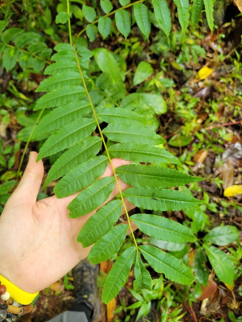 White Pricklyash photo 7