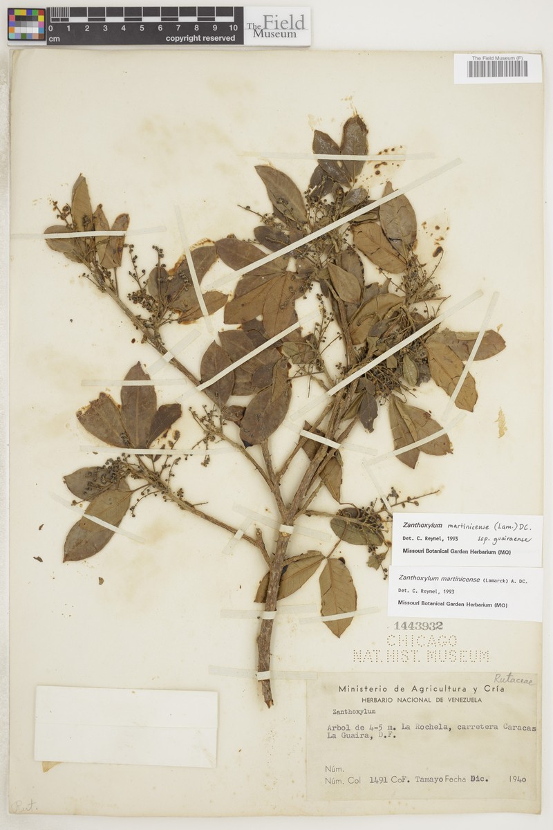 Zanthoxylum martinicense subsp. guairaense