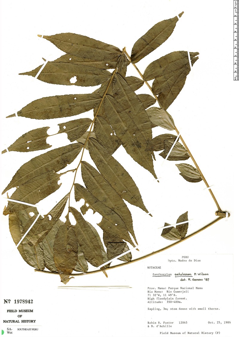 Zanthoxylum martinicense subsp. martinicense