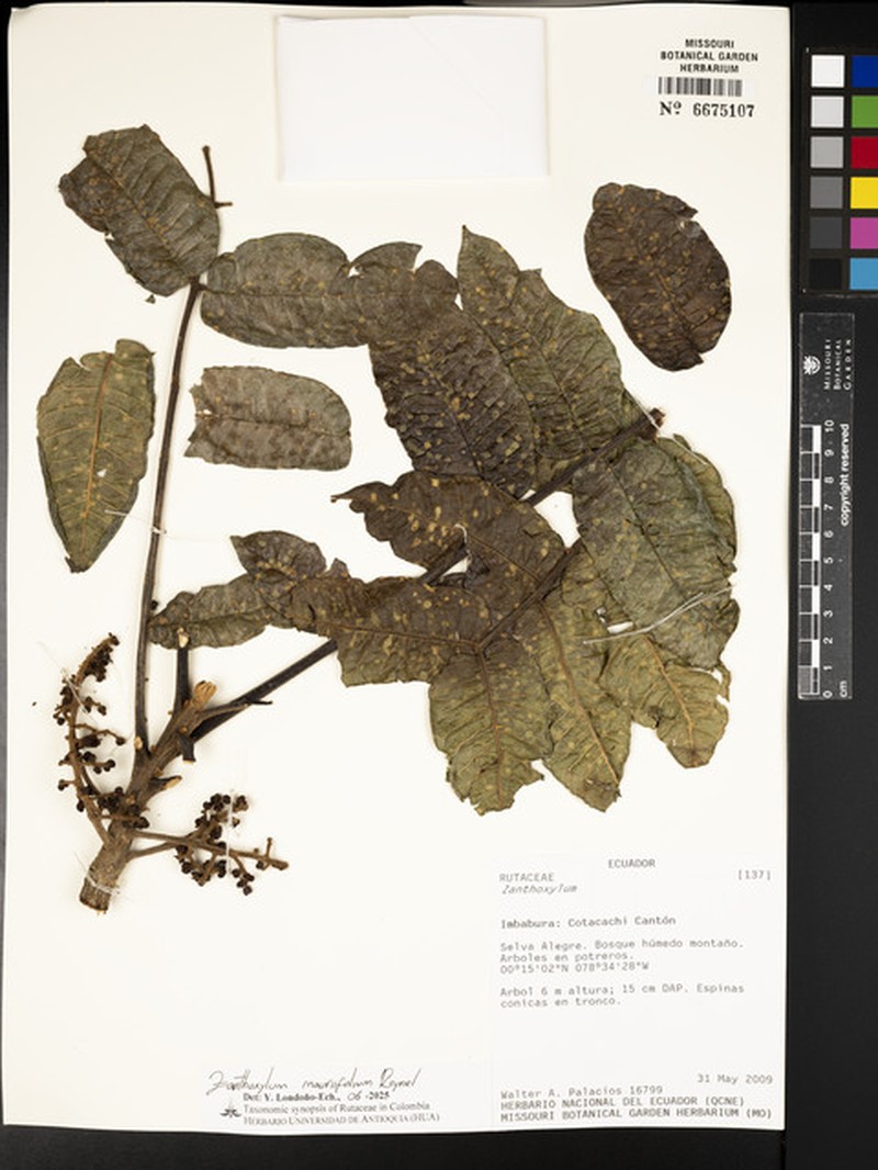 Zanthoxylum mauriifolium