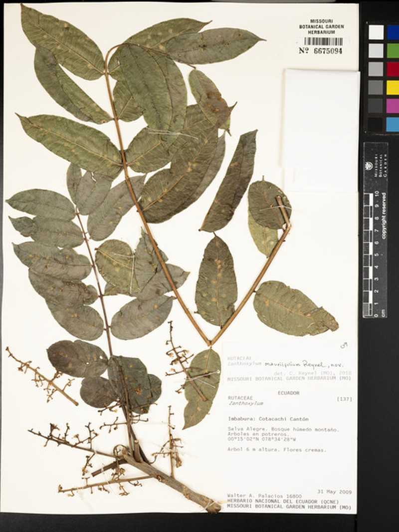 Zanthoxylum mauriifolium photo 2