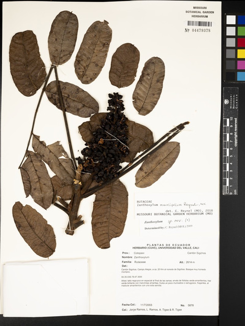 Zanthoxylum mauriifolium photo 3