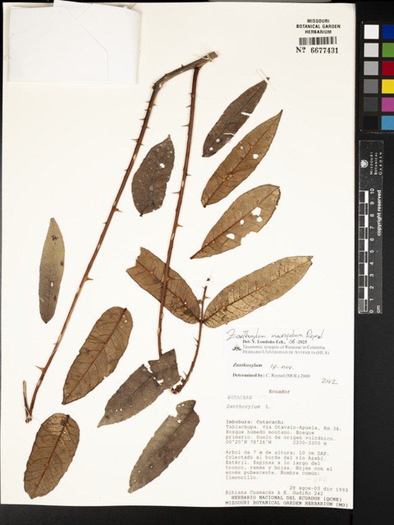 Zanthoxylum mauriifolium photo 4