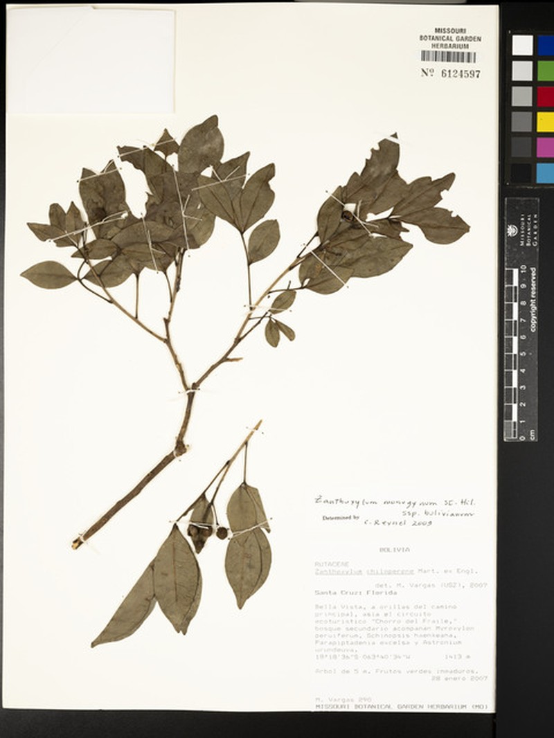 Zanthoxylum monogynum subsp. bolivianum