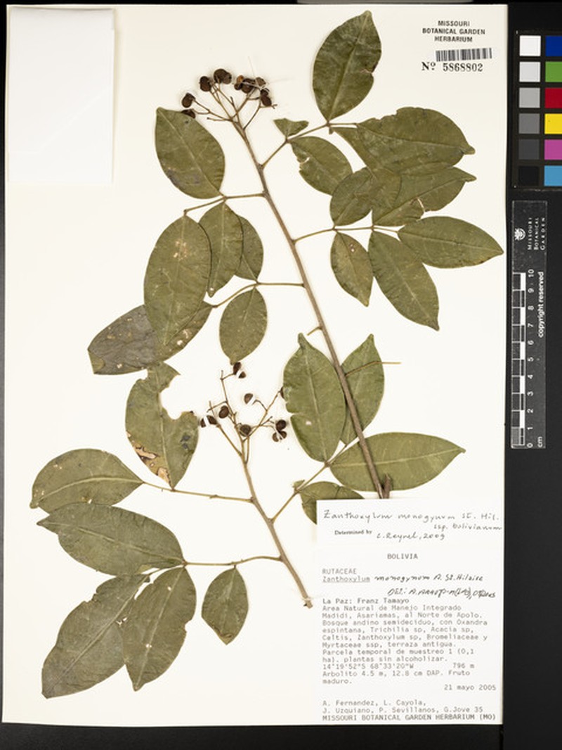 Zanthoxylum monogynum subsp. bolivianum photo 2