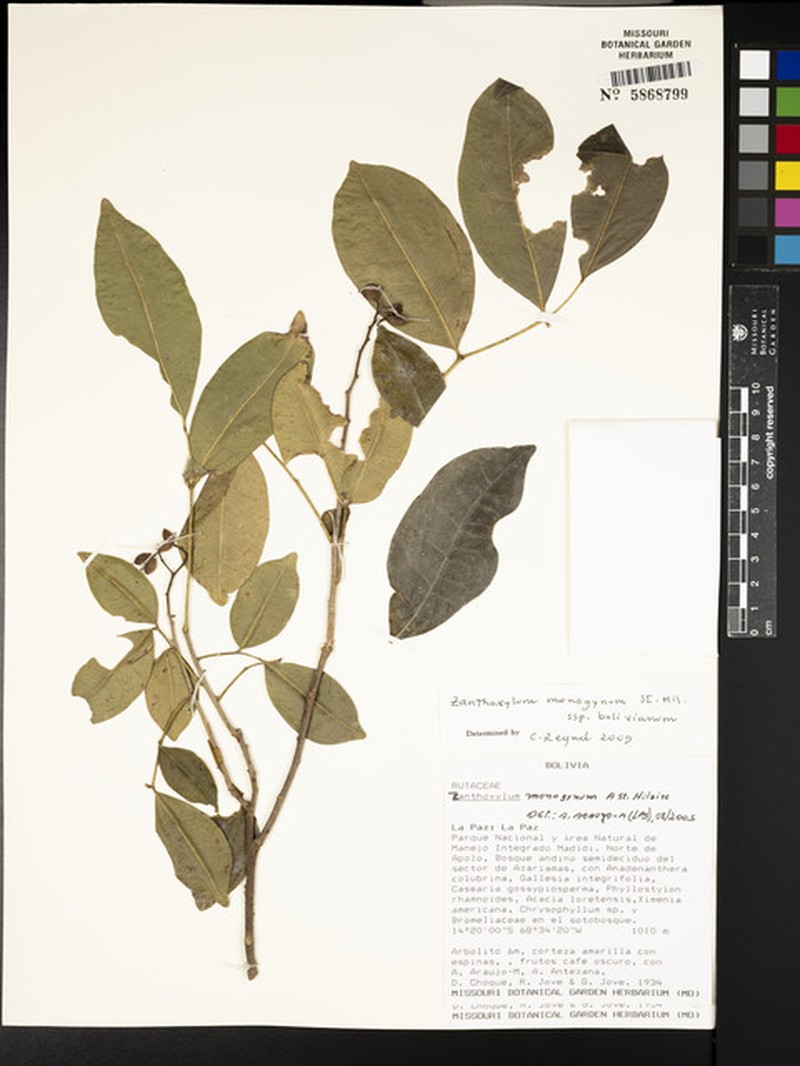 Zanthoxylum monogynum subsp. bolivianum photo 3