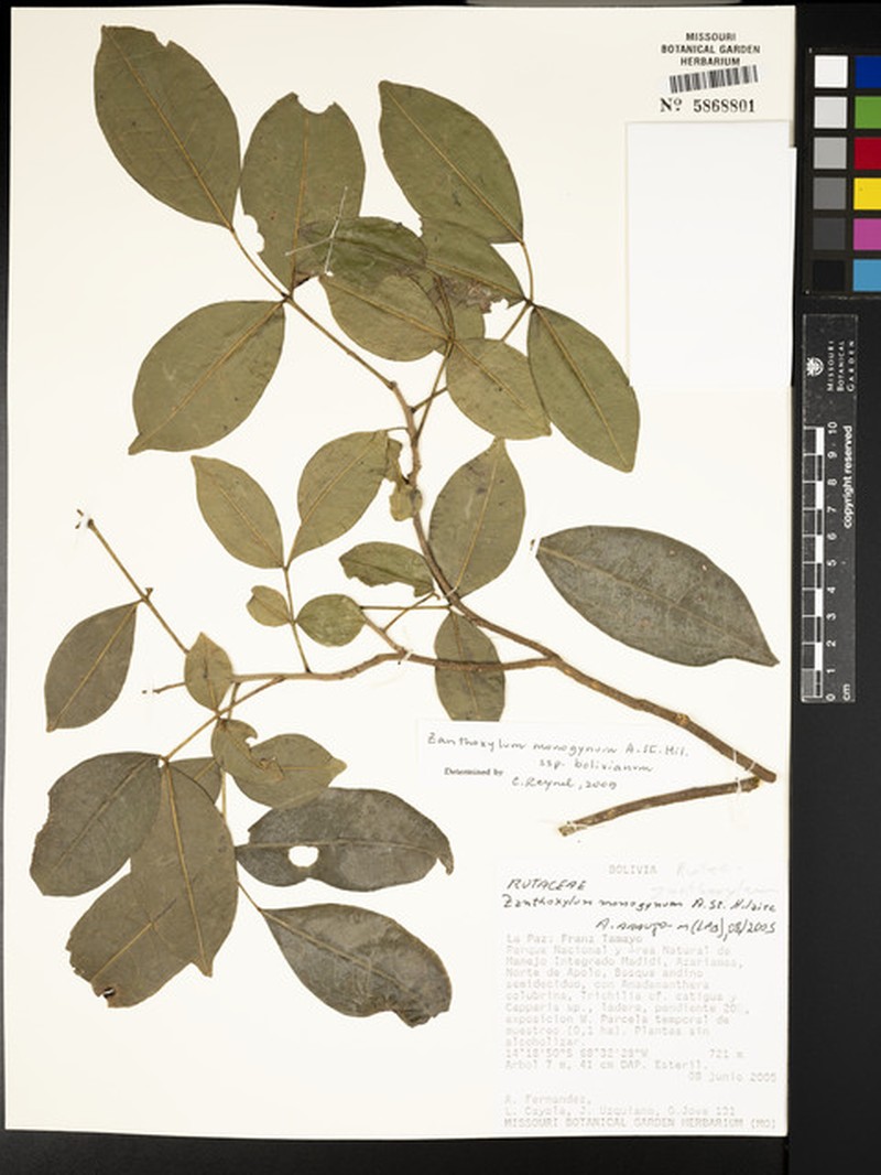 Zanthoxylum monogynum subsp. bolivianum photo 4