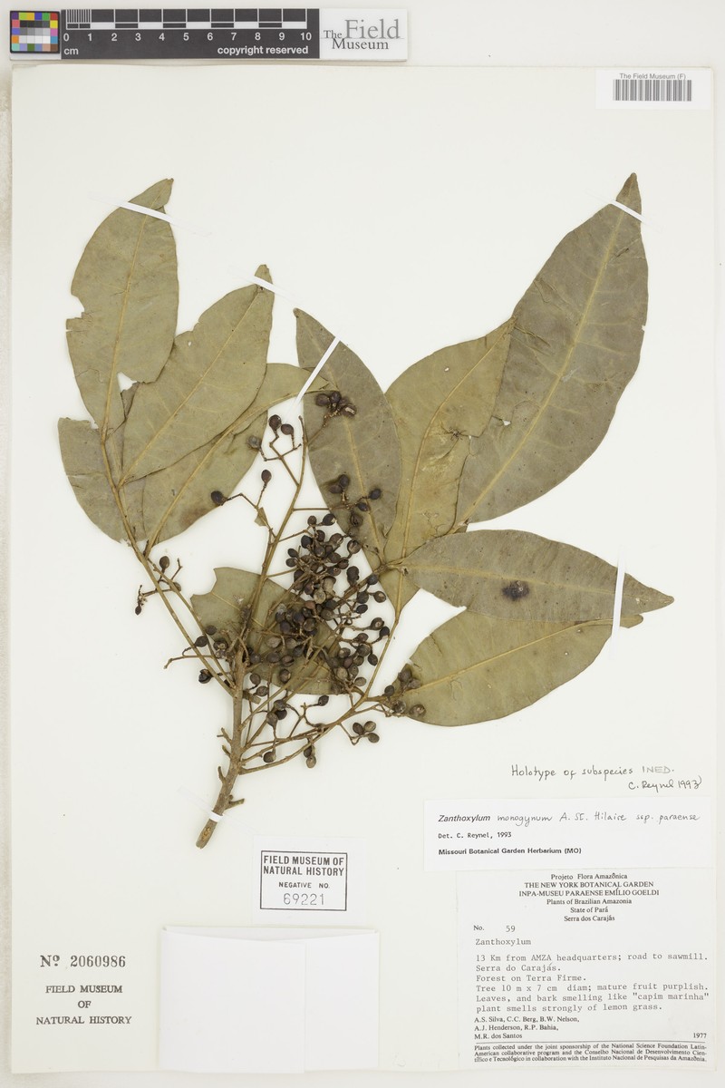 Zanthoxylum monogynum subsp. paraense