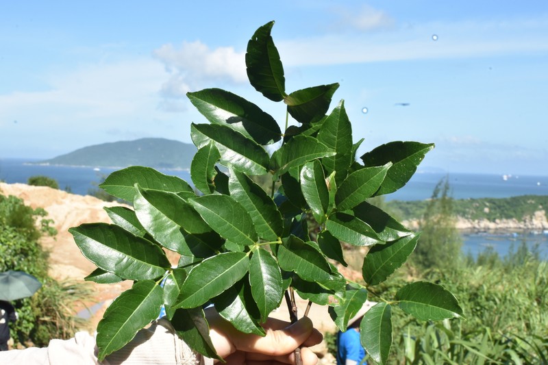 Zanthoxylum nitidum var. nitidum