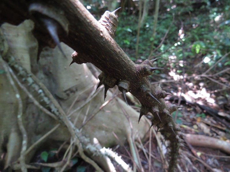 Zanthoxylum nitidum var. nitidum photo 2