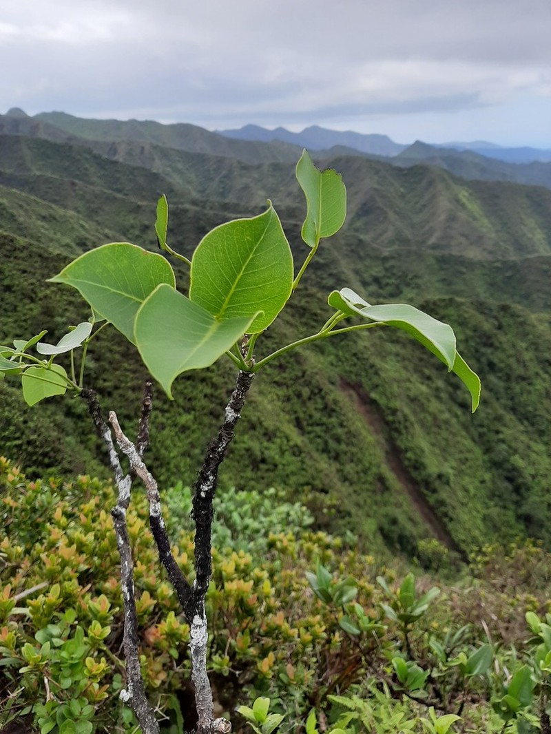 Oahu Pricklyash photo 3