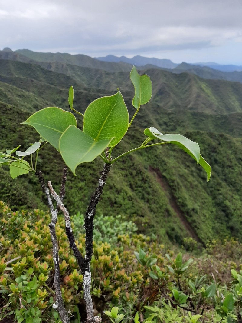 Oahu Pricklyash photo 4