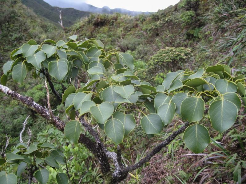 Oahu Pricklyash