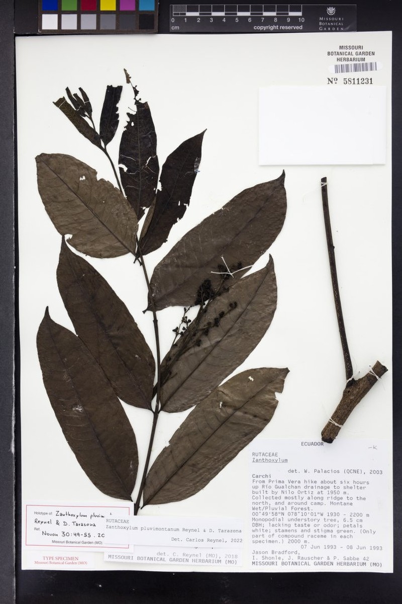 Zanthoxylum pluvimontanum