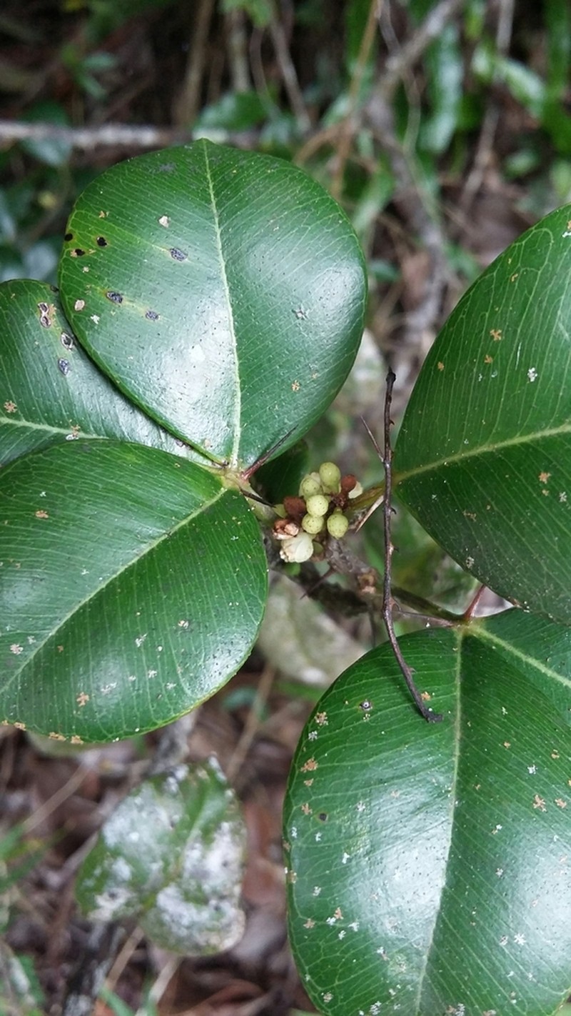 Dotted Pricklyash