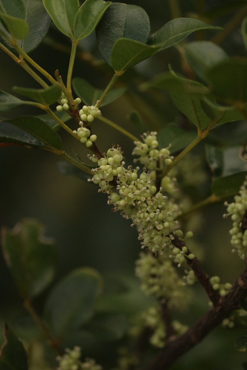 Dotted Pricklyash photo 5