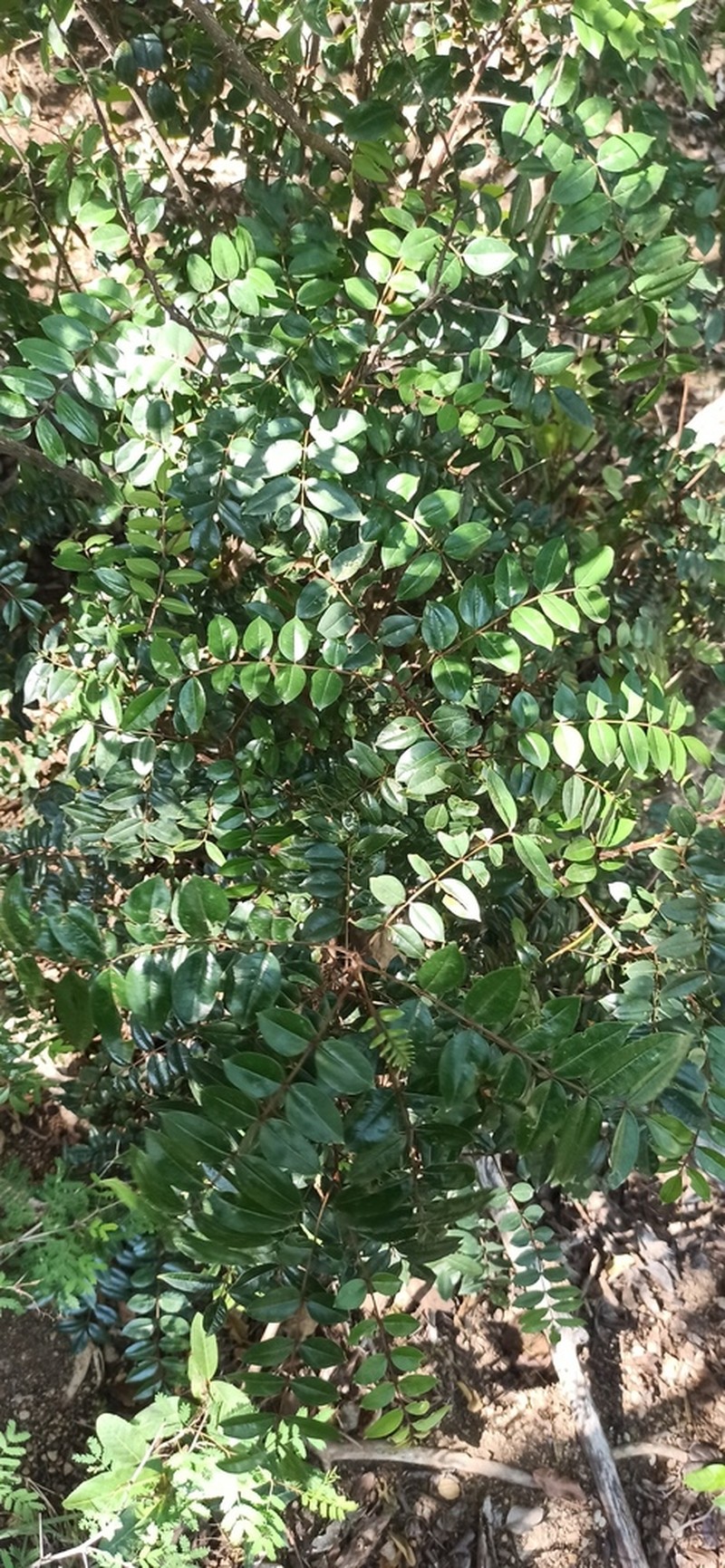 Dotted Pricklyash photo 6