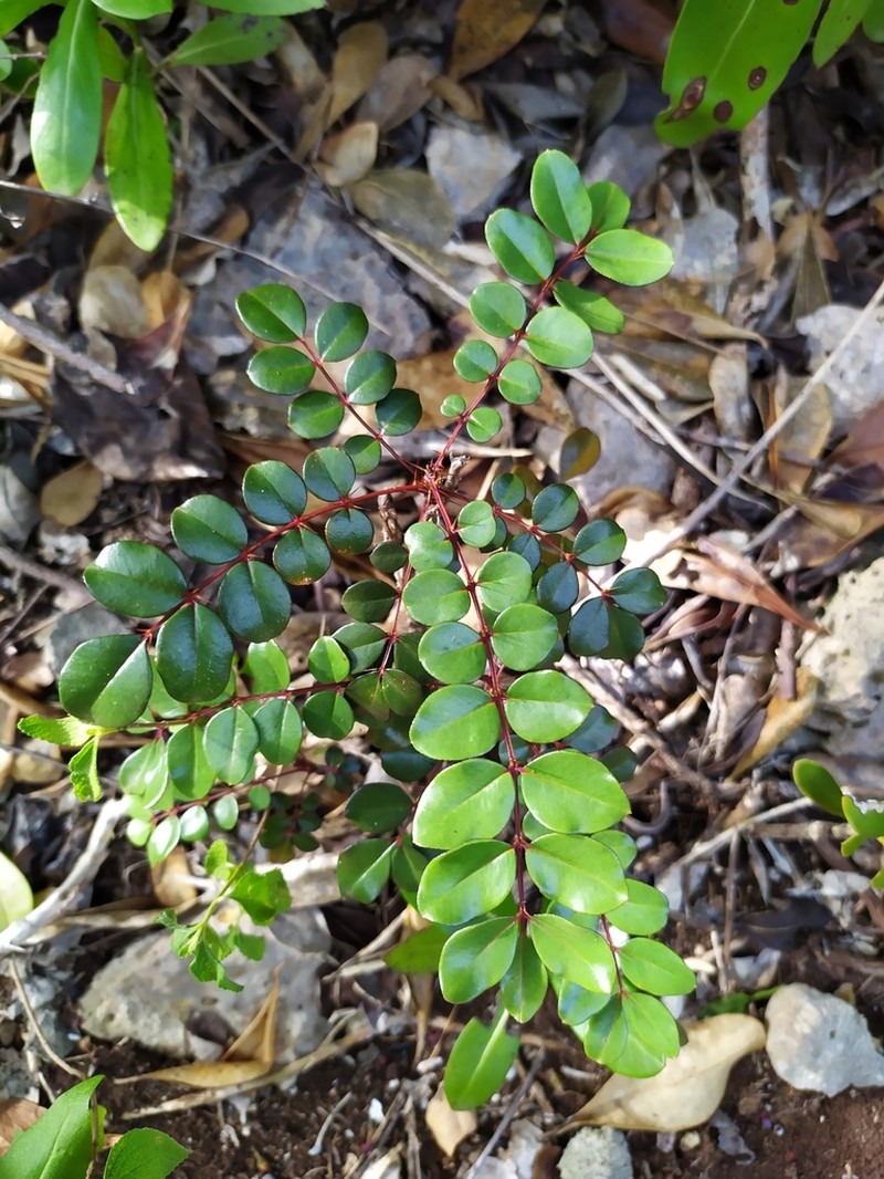Dotted Pricklyash photo 7