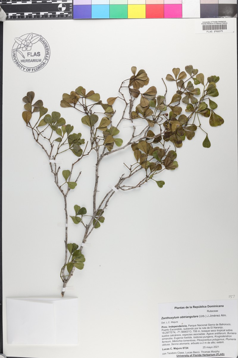 Zanthoxylum punctatum subsp. obtriangulare