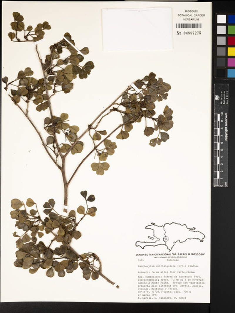 Zanthoxylum punctatum subsp. obtriangulare photo 2