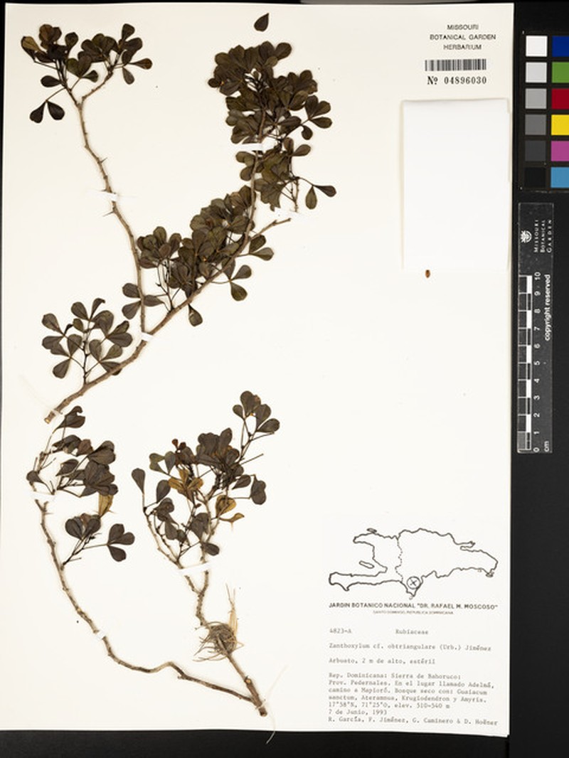 Zanthoxylum punctatum subsp. obtriangulare photo 3
