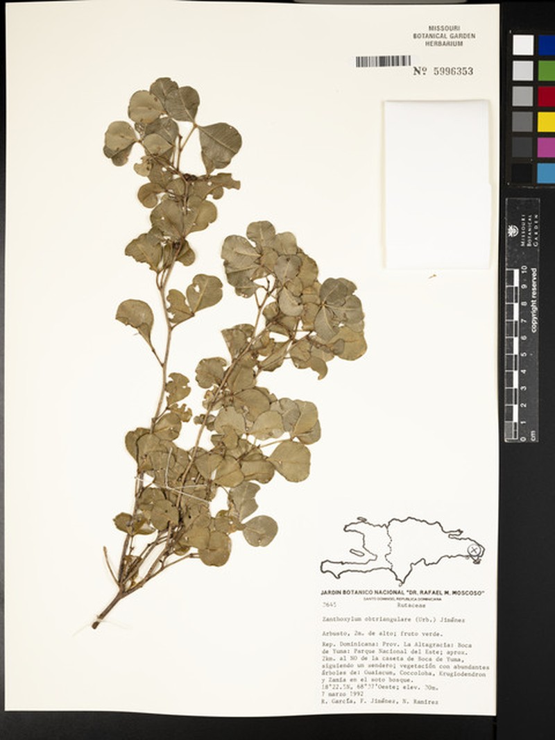 Zanthoxylum punctatum subsp. obtriangulare photo 4