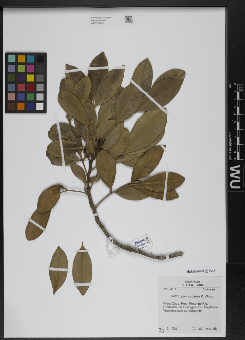 Zanthoxylum rhodoxylon subsp. cubense