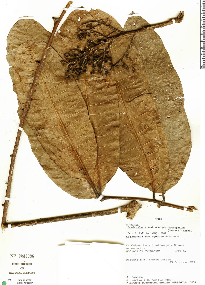 Zanthoxylum riedelianum subsp. hygrophilum
