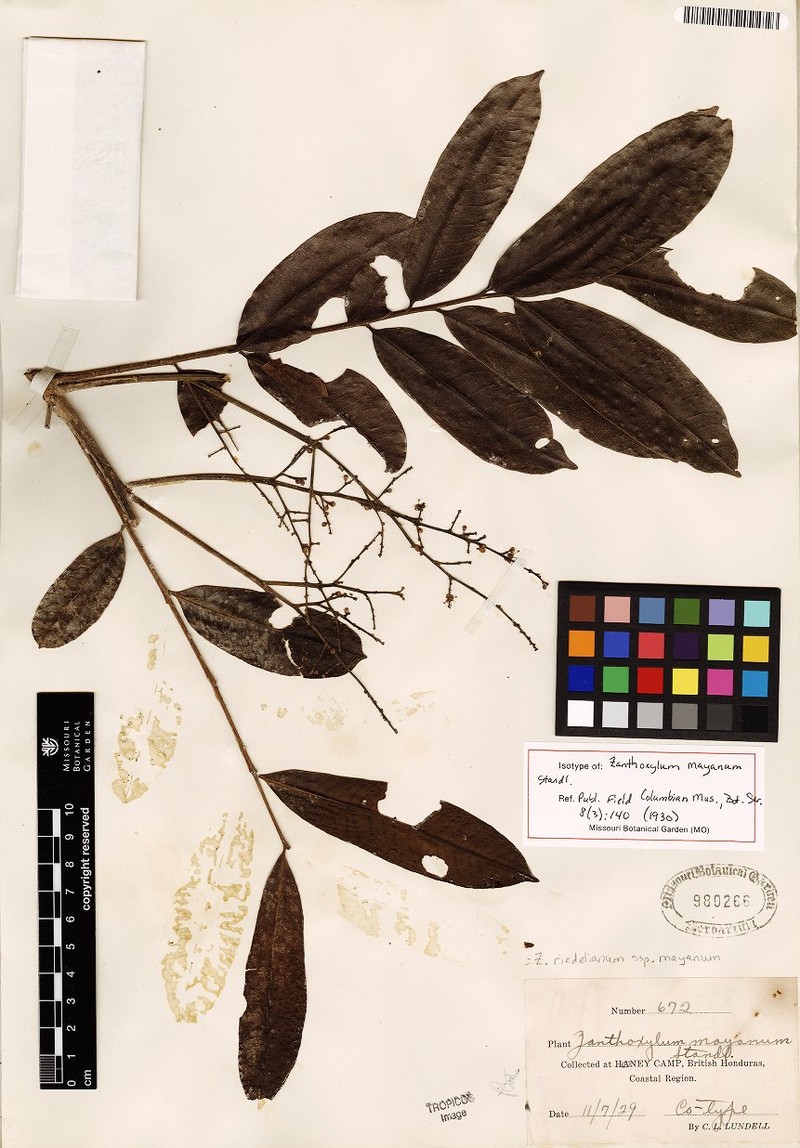 Zanthoxylum riedelianum subsp. mayanum