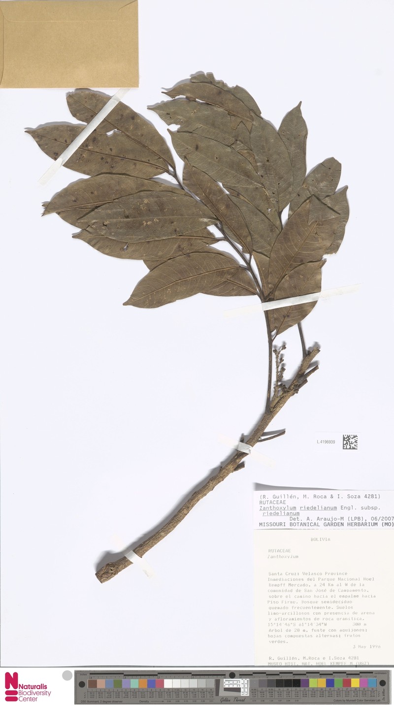 Zanthoxylum riedelianum subsp. riedelianum