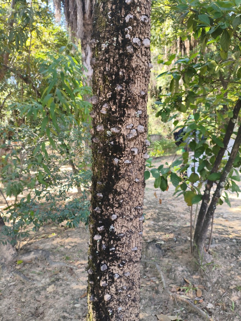 Zanthoxylum rigidum subsp. hasslerianum