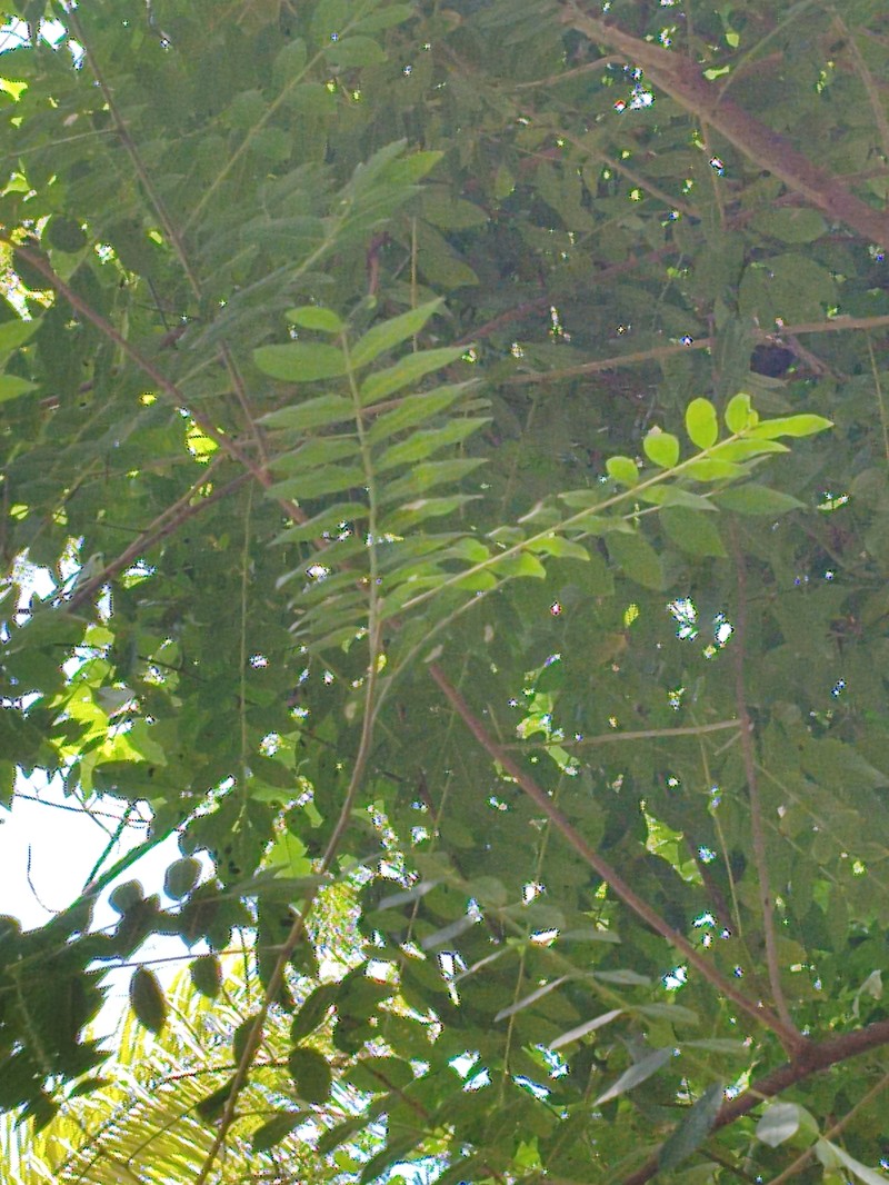 Zanthoxylum rigidum subsp. hasslerianum photo 2