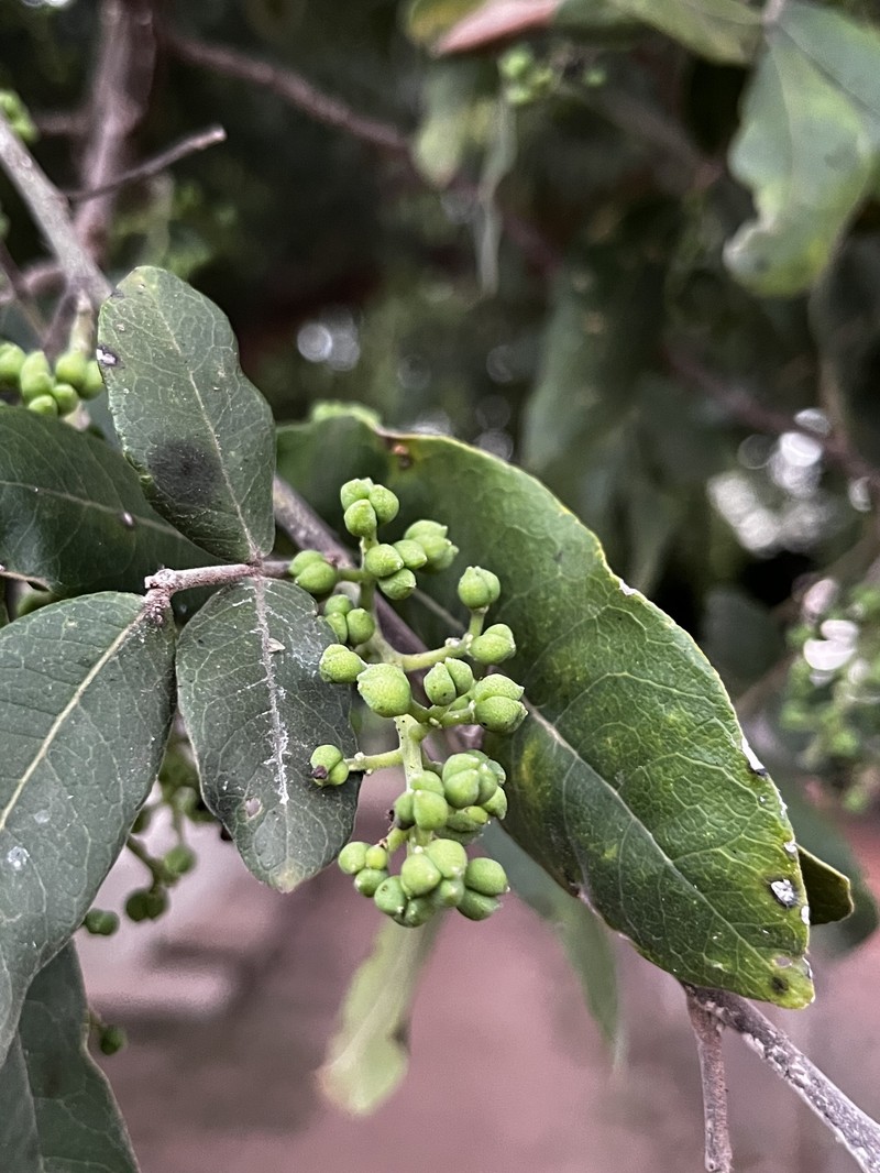 Zanthoxylum rigidum subsp. hasslerianum photo 3