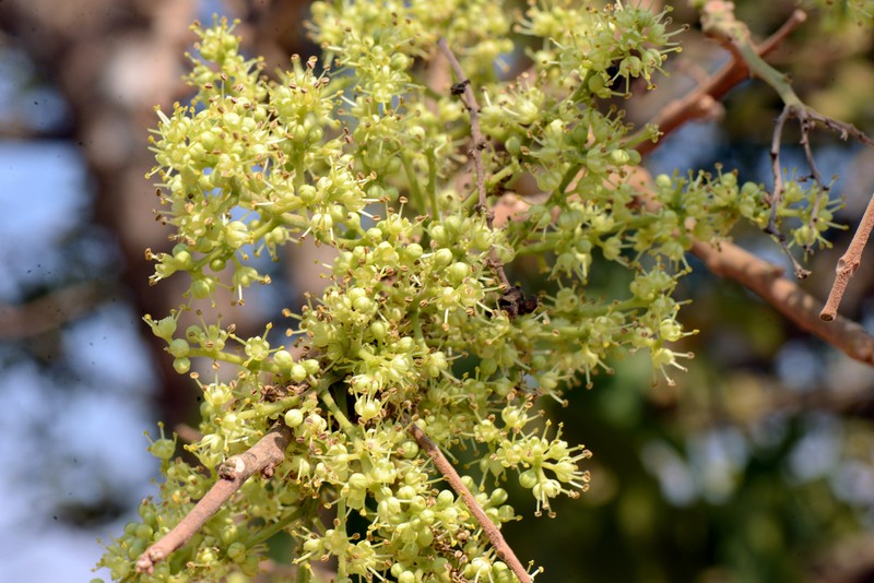 Zanthoxylum rigidum subsp. hasslerianum photo 4