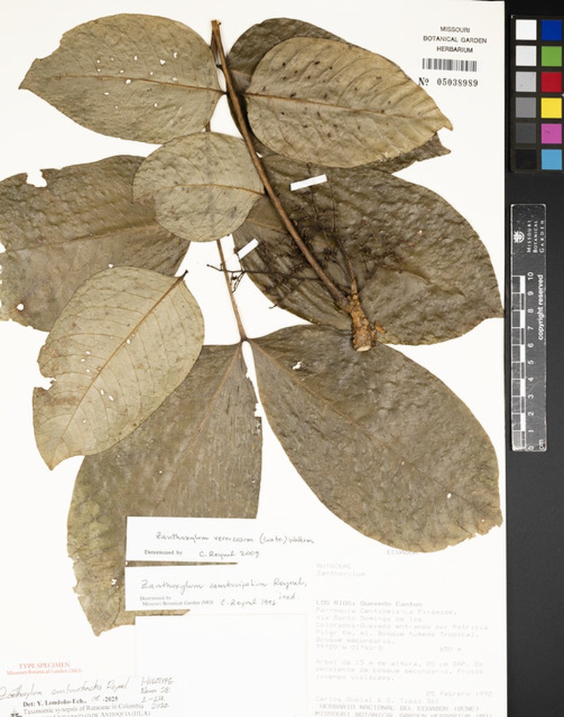 Zanthoxylum sambucirhachis