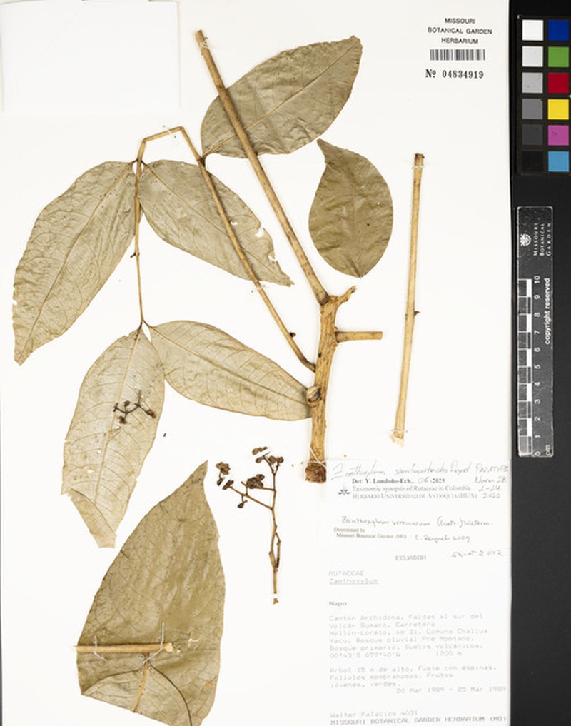 Zanthoxylum sambucirhachis photo 3