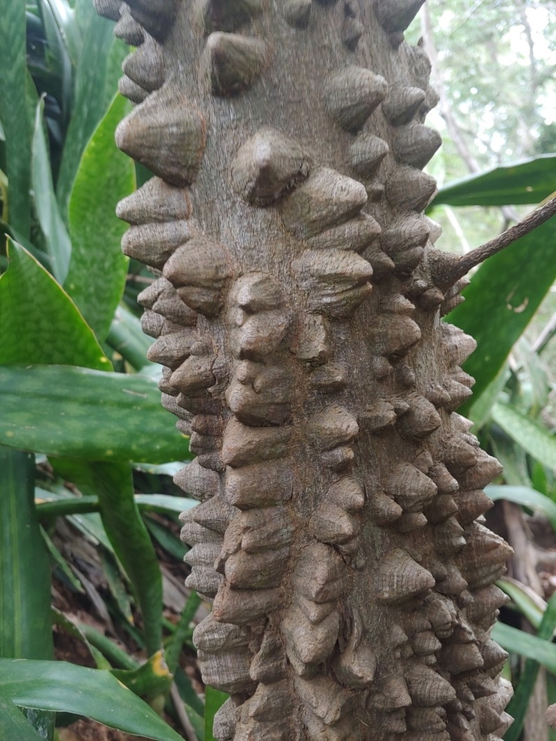 Yellow Prickle photo 2