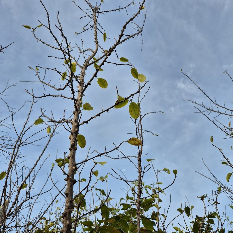 Yellow Prickle photo 5