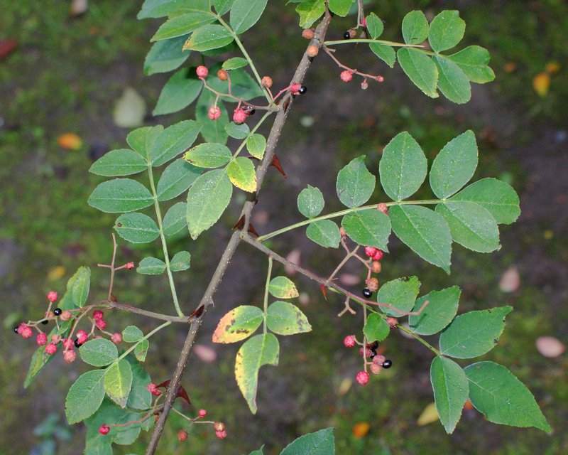 Chinese-Pepper photo 4